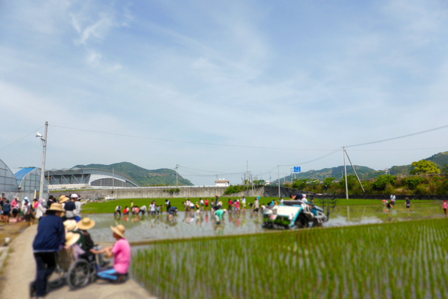 画像：田植え見学